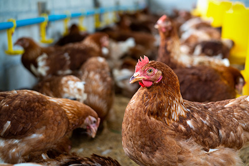 آخرین اخبار شرکت در مورد تهدید در حال ظهور: تایید سومین مورد انسانی H5N1