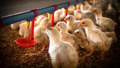 آخرین اخبار شرکت در مورد ظهور آنفولانزای پرنده ای H5N1: نگرانی فزاینده ای برای سلامت عمومی