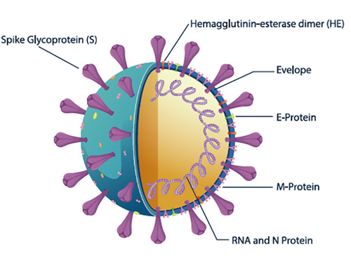 آخرین اخبار شرکت در مورد ویژگی آزمایش سریع آنتی بادی SARS-CoV-2 S-RBD