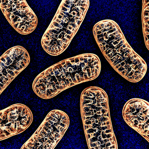 آخرین اخبار شرکت در مورد DNA میتوکندری نشانگر اولیه بیماری شدید COVID-19 است